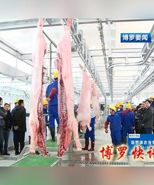 博罗今日毛猪价格查询最新